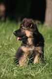 BERGER ALLEMAND 1246